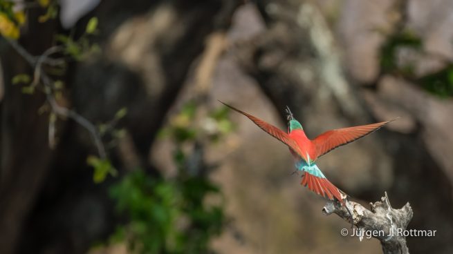Botswana 09/2019 | Chobe River | Southern Carmine Bee-eater (Scharlachspint)