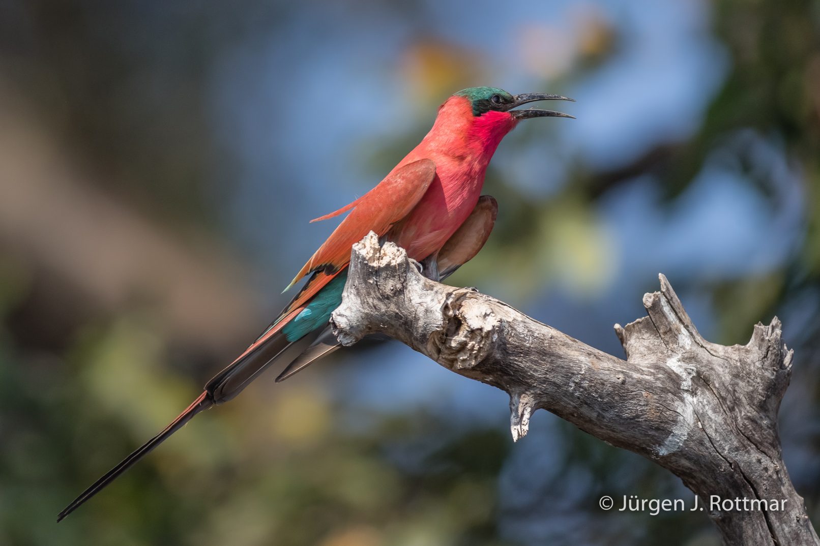 Botswana 09/2019 | Chobe River | Southern Carmine Bee-eater (Scharlachspint)