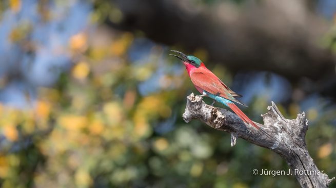 Botswana 09/2019 | Chobe River | Southern Carmine Bee-eater (Scharlachspint)