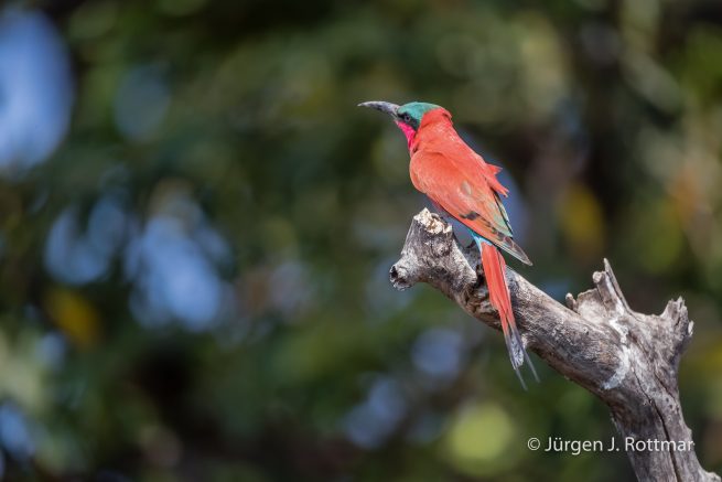 Botswana 09/2019 | Chobe River | Southern Carmine Bee-eater (Scharlachspint)