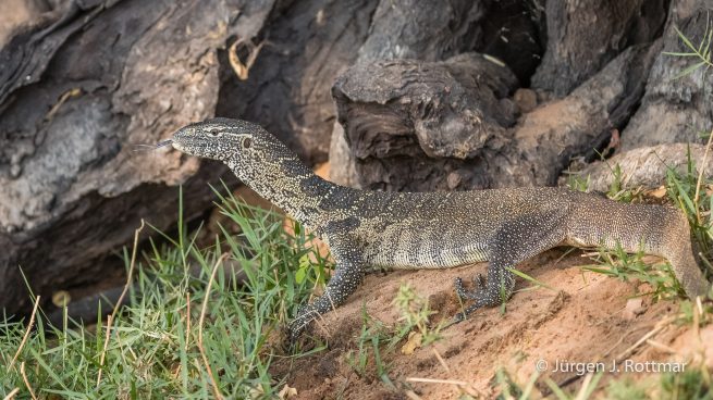 Botswana 09/2019 | Chobe River | Water Monitor (Nilwaran)