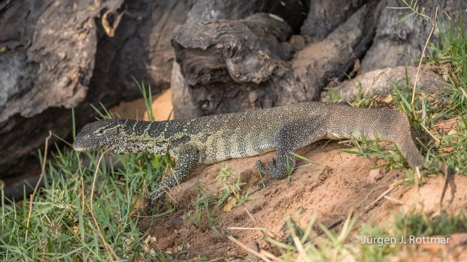 Botswana 09/2019 | Chobe River | Water Monitor (Nilwaran)