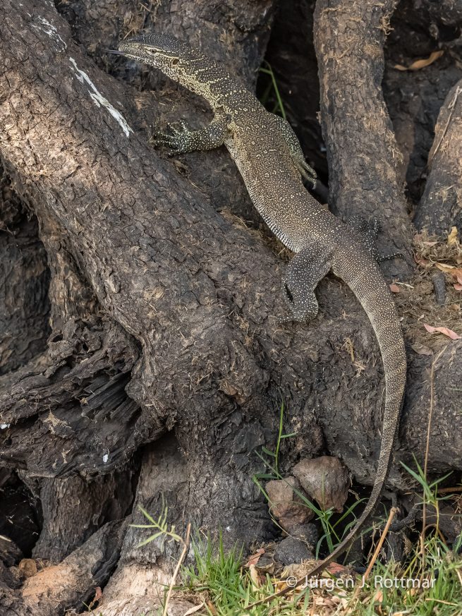 Botswana 09/2019 | Chobe River | Water Monitor (Nilwaran)