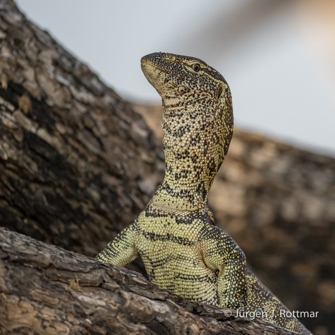 Botswana 09/2019 | Chobe River | Water Monitor (Nilwaran)