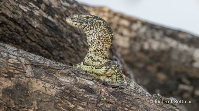 Botswana 09/2019 | Chobe River | Water Monitor (Nilwaran)