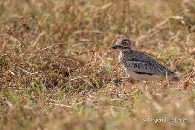 Botswana 09/2019 | Chobe River | Water Thick-knee (Wassertriel)
