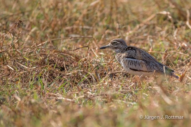 Botswana 09/2019 | Chobe River | Water Thick-knee (Wassertriel)