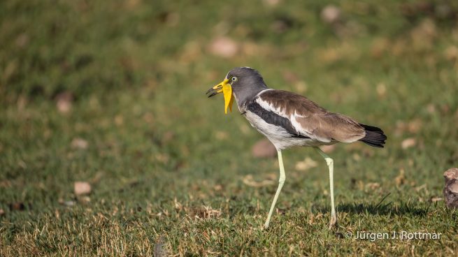 Botswana 09/2019 | Chobe River | White-crowned Lapwing (Weißscheitelkiebitz)