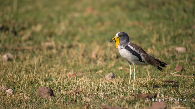 Botswana 09/2019 | Chobe River | White-crowned Lapwing (Weißscheitelkiebitz)