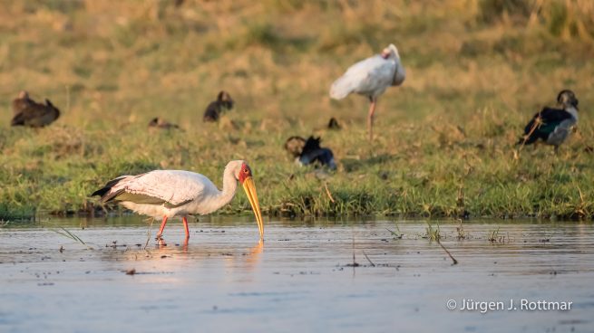 Botswana 09/2019 | Chobe River | Yellow-billed Stork (Nimmersatt)