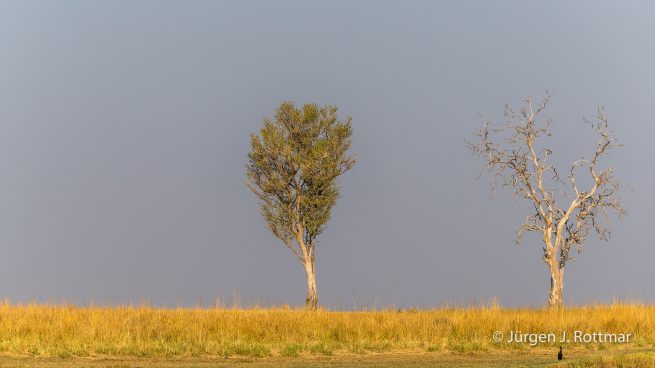 Botswana 09/2019 | Chobe River | Reed Cormorant (Riedscharbe)