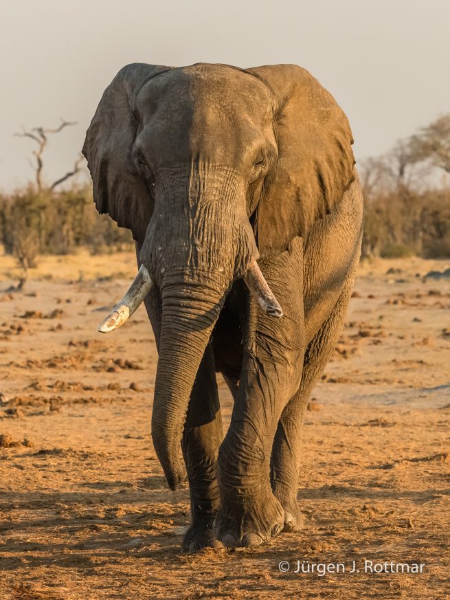 Botswana 09/2019 | Savuti | African Savanna Elephant (Afrikanischer Elefant)