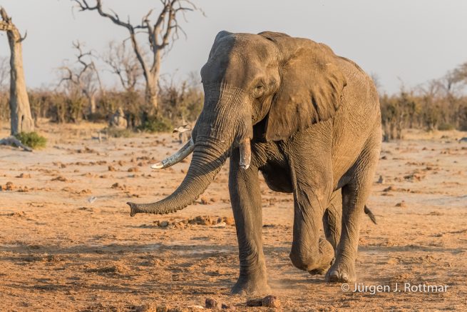 Botswana 09/2019 | Savuti | African Savanna Elephant (Afrikanischer Elefant)