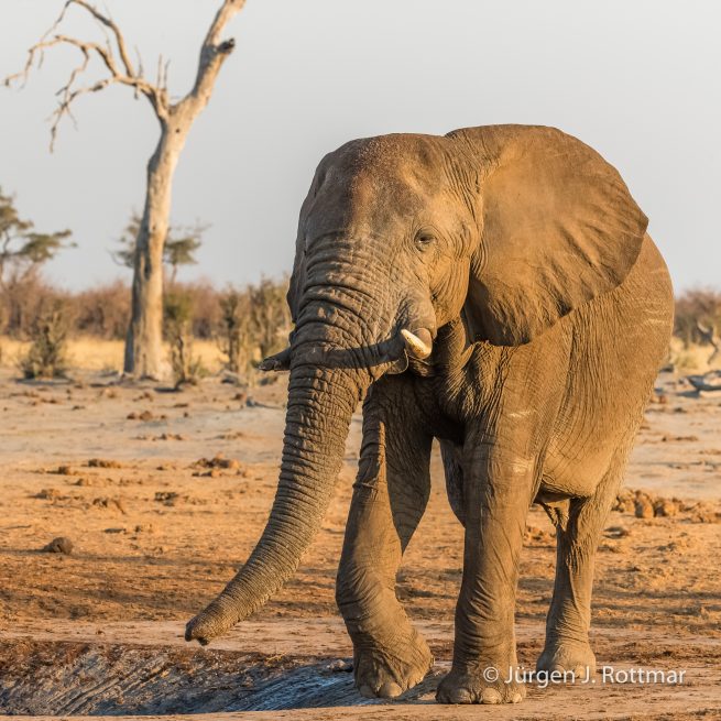 Botswana 09/2019 | Savuti | African Savanna Elephant (Afrikanischer Elefant)
