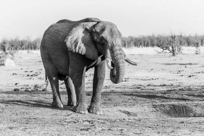 Botswana 09/2019 | Savuti | African Savanna Elephant (Afrikanischer Elefant)