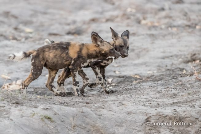 Botswana 09/2019 | Savuti | African Wilddog (Afrikanischer Wildhund)