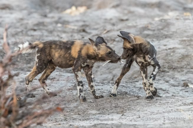 Botswana 09/2019 | Savuti | African Wilddog (Afrikanischer Wildhund)