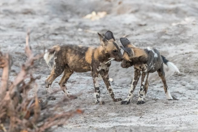 Botswana 09/2019 | Savuti | African Wilddog (Afrikanischer Wildhund)