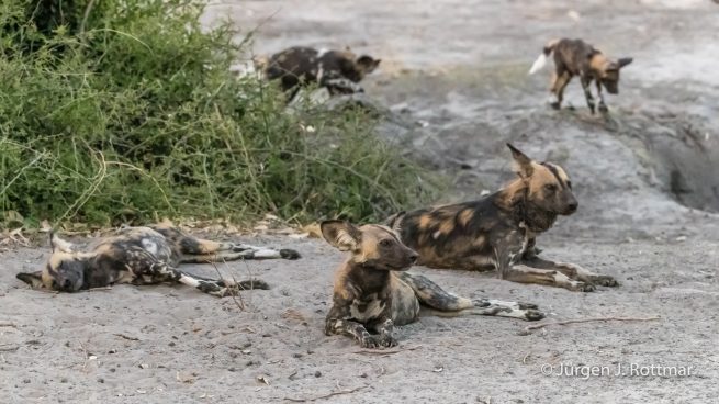 Botswana 09/2019 | Savuti | African Wilddog (Afrikanischer Wildhund)