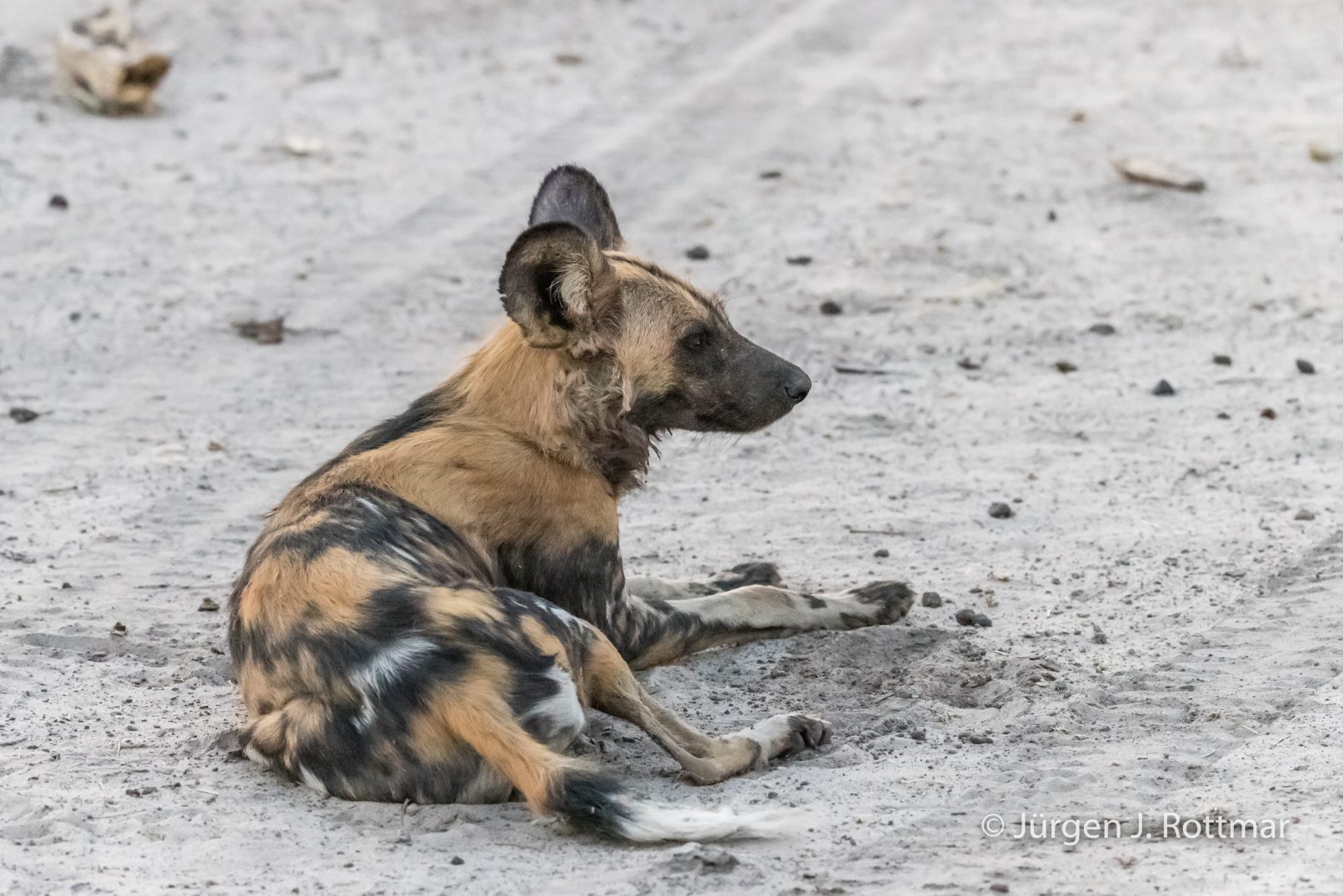 Botswana 09/2019 | Savuti | African Wilddog (Afrikanischer Wildhund)