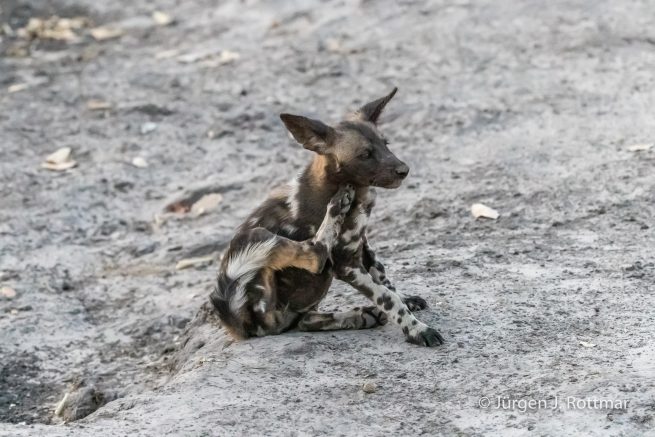 Botswana 09/2019 | Savuti | African Wilddog (Afrikanischer Wildhund)