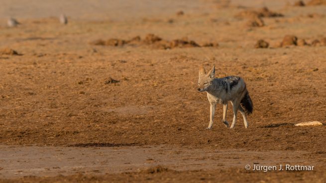 Botswana 09/2019 | Savuti | Black-backed Jackal (Schabrackenschakal)