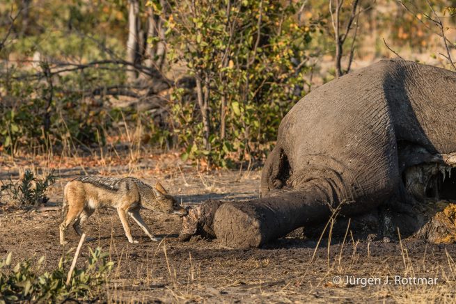 Botswana 09/2019 | Savuti | Black-backed Jackal (Schabrackenschakal)