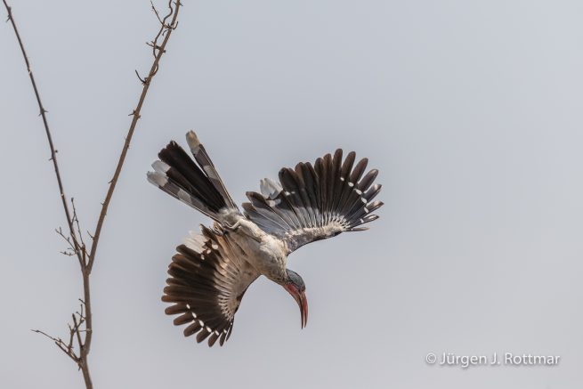 Botswana 09/2019 | Savuti | Bradfield's Hornbill (Bradfieldtoko)