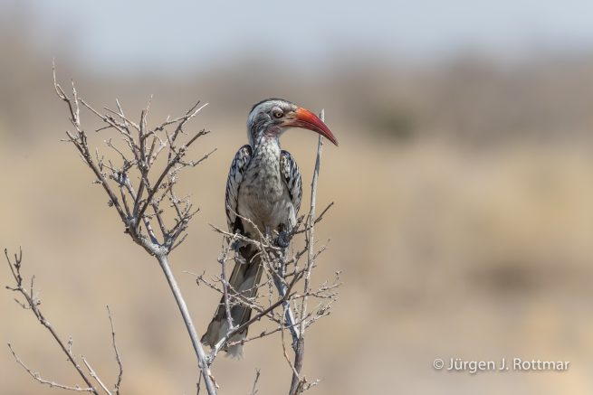 Botswana 09/2019 | Savuti | Bradfield's Hornbill (Bradfieldtoko)