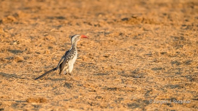 Botswana 09/2019 | Savuti | Bradfield's Hornbill (Bradfieldtoko)