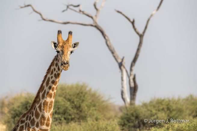 Botswana 09/2019 | Savuti | Giraffe (Giraffe)
