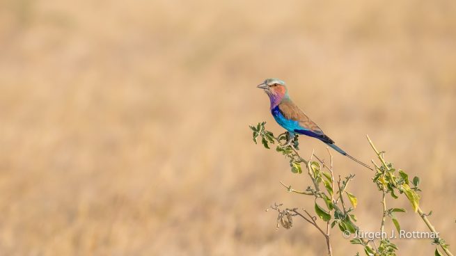 Botswana 09/2019 | Savuti | Lilac-breasted Roller (Gabelracke)