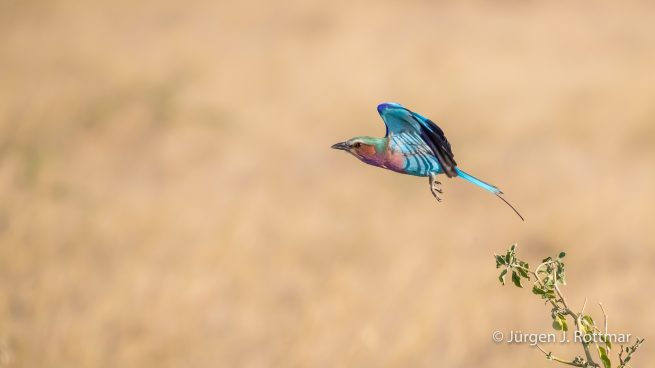 Botswana 09/2019 | Savuti | Lilac-breasted Roller (Gabelracke)