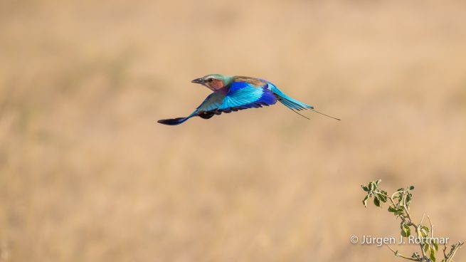 Botswana 09/2019 | Savuti | Lilac-breasted Roller (Gabelracke)