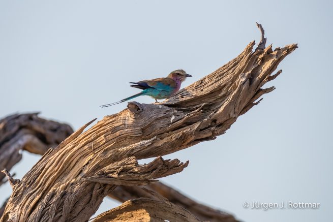 Botswana 09/2019 | Savuti | Lilac-breasted Roller (Gabelracke)