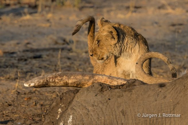 Botswana 09/2019 | Savuti | Lion (Löwe)