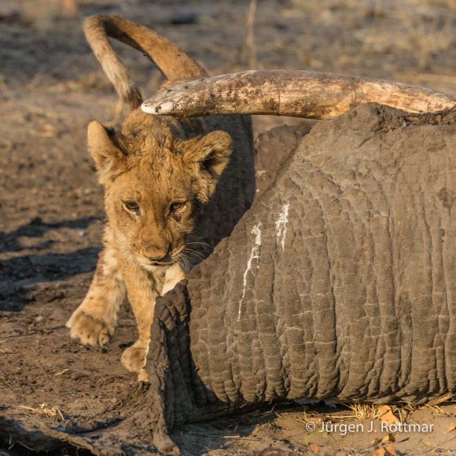 Botswana 09/2019 | Savuti | Lion (Löwe)