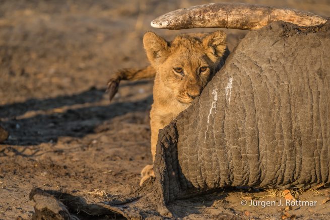 Botswana 09/2019 | Savuti | Lion (Löwe)