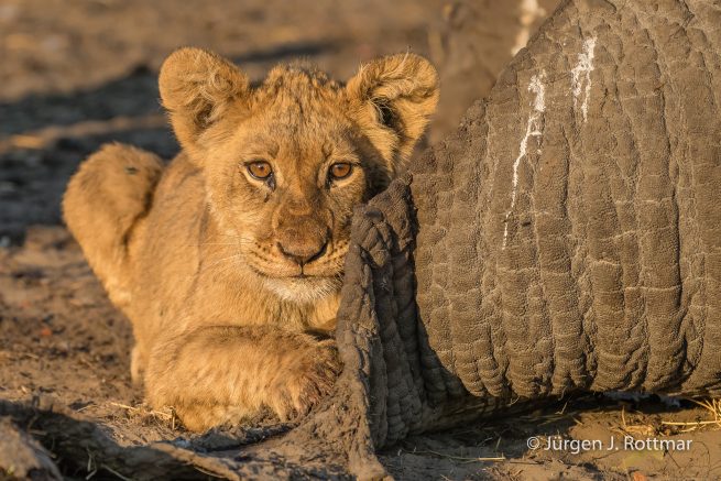 Botswana 09/2019 | Savuti | Lion (Löwe)