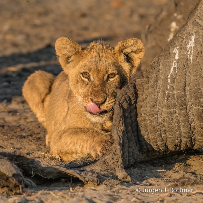 Botswana 09/2019 | Savuti | Lion (Löwe)