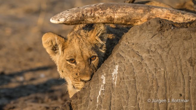 Botswana 09/2019 | Savuti | Lion (Löwe)