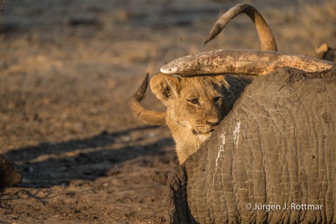 Botswana 09/2019 | Savuti | Lion (Löwe)