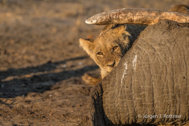 Botswana 09/2019 | Savuti | Lion (Löwe)