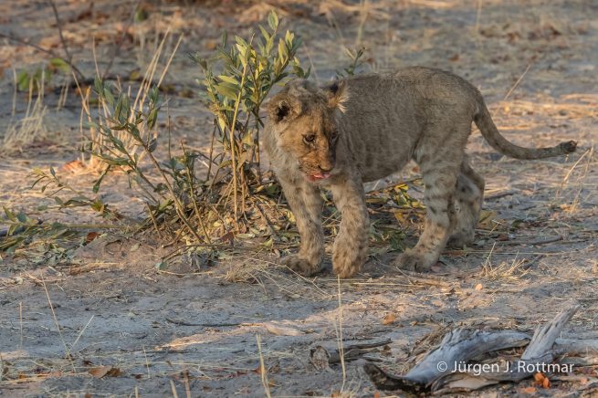 Botswana 09/2019 | Savuti | Lion (Löwe)