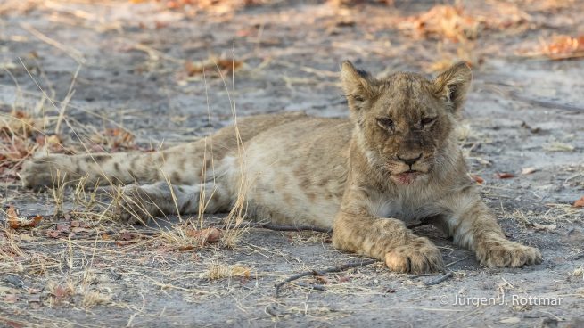 Botswana 09/2019 | Savuti | Lion (Löwe)