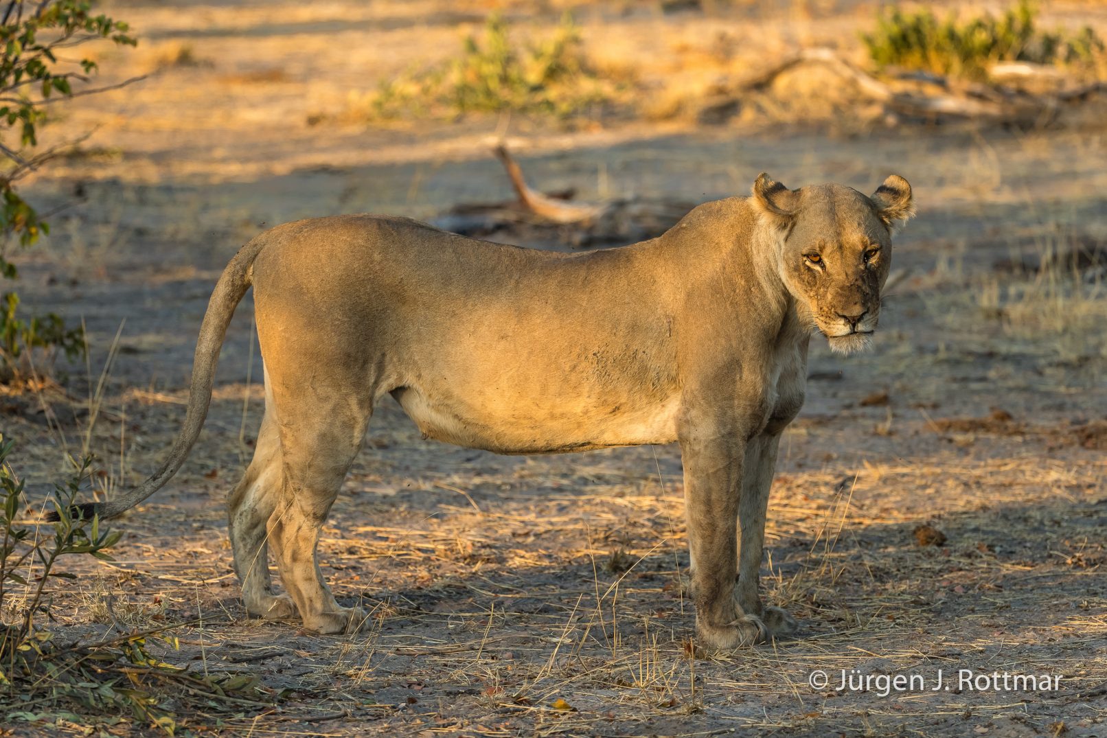Botswana 09/2019 | Savuti | Lion (Löwe)