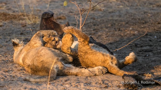 Botswana 09/2019 | Savuti | Lion (Löwe)