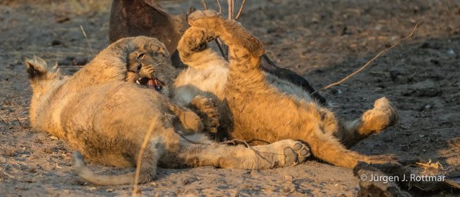 Botswana 09/2019 | Savuti | Lion (Löwe)