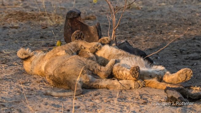 Botswana 09/2019 | Savuti | Lion (Löwe)