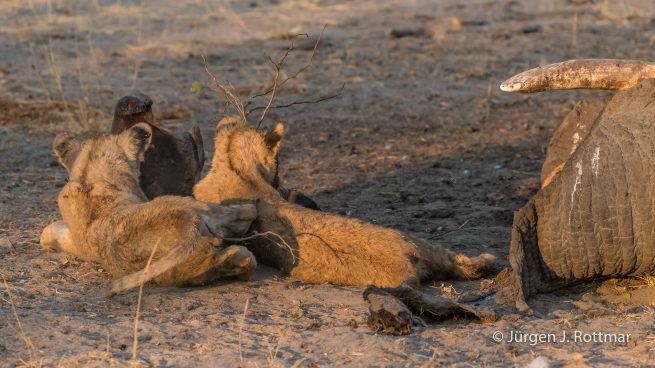 Botswana 09/2019 | Savuti | Lion (Löwe)